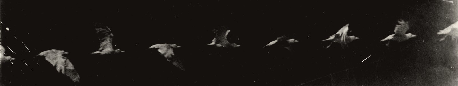 Chronophotograph of a white bird in flight, caught in nine successive exposures across a dark glass plate.