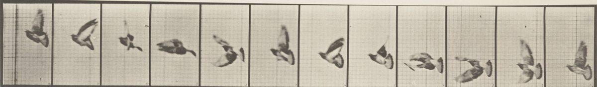 Twelve frames of a pigeon in flight against a measuring grid, from Muybridge's Animal Locomotion.